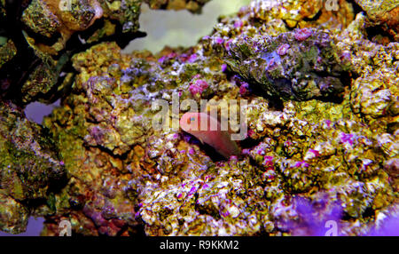 Elongate Dottyback - (Pseudochromis elongatus) Stock Photo