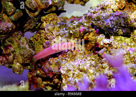 Elongate Dottyback - (Pseudochromis elongatus) Stock Photo