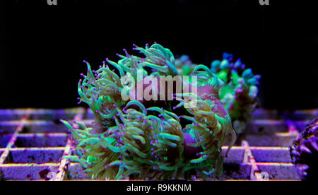 Elegance LPS coral isolated image - Catalaphyllia Jardinei Stock Photo