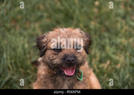 A border terrier dog with a registration tag, lying on the grass and smiling towards the camera. Stock Photo