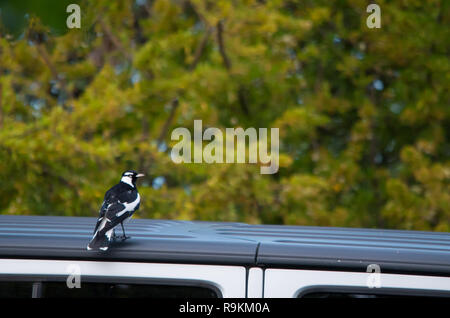 Magpie-Lark sitting on a car roof parked next to trees Stock Photo