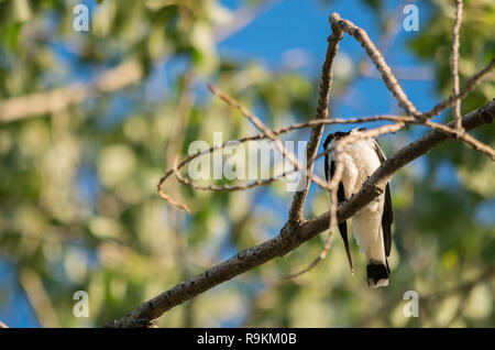 Magpie-Lark sitting on a tree branch grooming itself Stock Photo