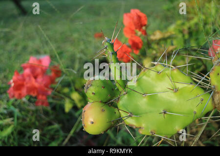 Young Opuntia Cactus Fruits Growing on the Prickly Cactus Plants with Blooming Red Flowers Stock Photo