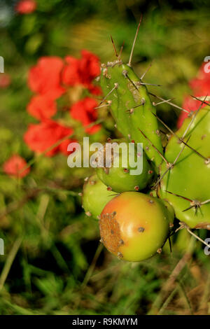 Closed Up Young Opuntia Cactus Fruits Growing on the Prickly Cactus Plants with Blooming Red Flowers Stock Photo