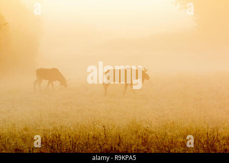 Moose bulls on a foggy meadow at dawn Stock Photo