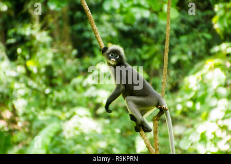 A cute wild monkey lives in a natural forest, Railay Bay Beach, Krabi in Thailand Stock Photo