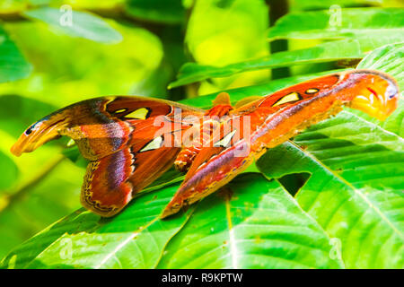 The giant Atlas butterfly moth, Attacus atlas in Thailand Stock Photo