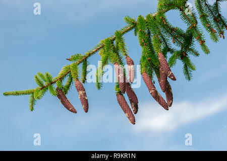 Single fir tree branch with fresh and resinous pinecone in front of blue sky with light veil clouds in summer. Stock Photo