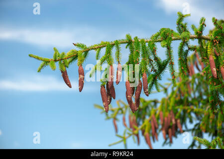 Single fir tree branch with fresh and resinous pinecone in front of blue sky with light veil clouds in summer. Stock Photo