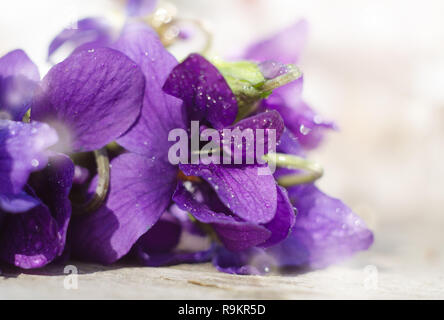 Purple Violet Viola Flower against white background with space for text. Stock Photo