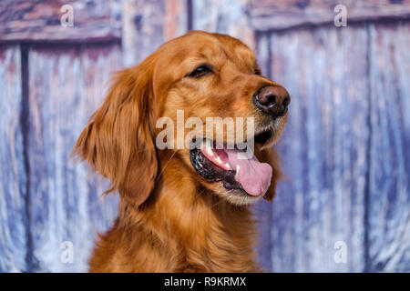 Portrait of a beautiful young irish setter Stock Photo