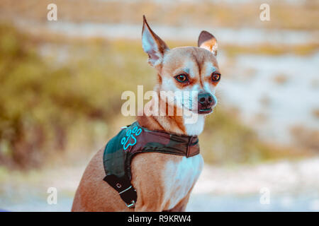 Chihuahua dog with blured background Stock Photo