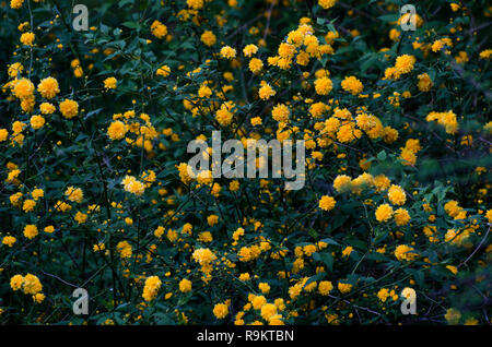 Japanese rose, Kerria japonica blossoms in a spring garden. Yellow and green colors natural background. Stock Photo