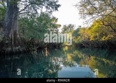 Rock Bluff Spring run on the Suwanneee River, Gilchrist County, Florida Stock Photo