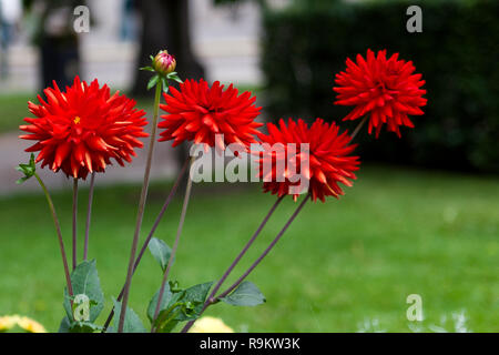 Summer blooms. red dahlia.  Helsinki city park Finland. red dahlias. Stock Photo