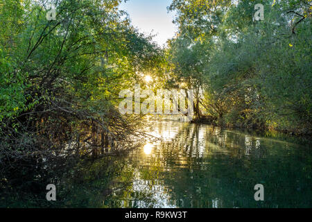Vegetation lining Rock Bluff Spring run on the Suwanneee River, Gilchrist County, Florida Stock Photo