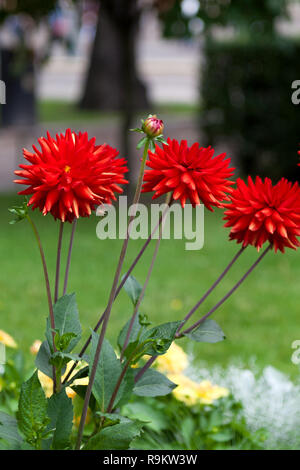 Summer blooms. red dahlia.  Helsinki city park Finland. red dahlias. Stock Photo