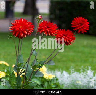 Summer blooms. red dahlia.  Helsinki city park Finland. red dahlias. Stock Photo