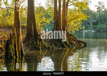 Cypress trees at Rock Bluff Spring run on the Suwanneee River, Gilchrist County, Florida Stock Photo