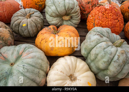 Fall squash and pumpkin on display  at outdoor market, Vermont Stock Photo