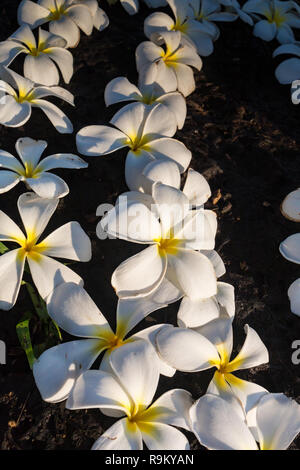 Plumeria on stone floor. English name: Plumeria, Frangipani, Temple Tree. Scientific name: Plumeria spp. The meaning of this flower is to abandon the sadness and then happy. Stock Photo