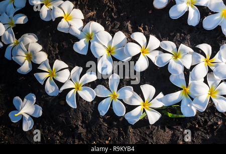 Plumeria on stone floor. English name: Plumeria, Frangipani, Temple Tree. Scientific name: Plumeria spp. The meaning of this flower is to abandon the sadness and then happy. Stock Photo