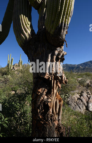 Two large, mature saguaro cactus are dying in the Santa ...