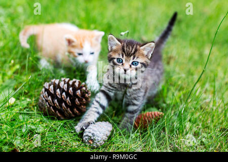 Gray tabby kitten playing with pine cones in green grass, blurry red kitten in the distance. Selective focus