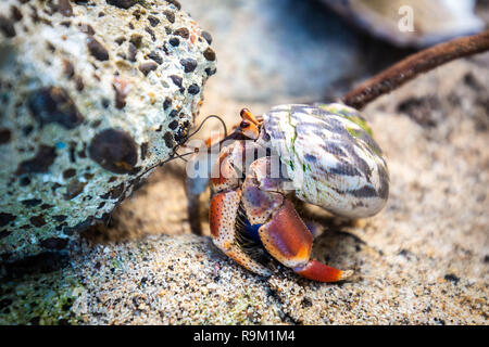 Hermit Crab in seashell crawling on the shore nobody