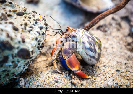 Hermit Crab in seashell crawling on the shore nobody