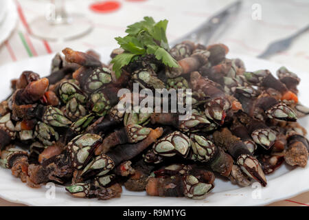 A dish with lots of freshly cooked barnacles at home Stock Photo - Alamy