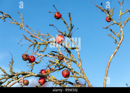 Crab apples on a tree in December; Nellemanns Have, Saeby, Denmark Stock Photo