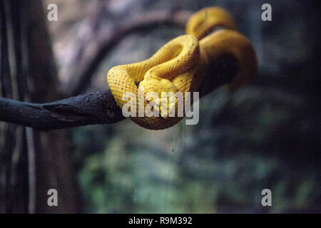 Yellow eyelash viper snake Bothriechis schlegelii coils its body around a branch. Stock Photo