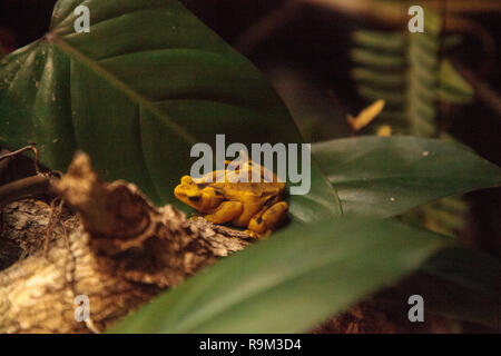 Panamanian Golden Frog Atelopus zeteki is rare and endemic to Panama. Stock Photo