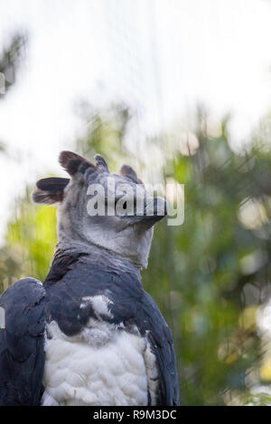 New Guinea Harpyeagle Stock Illustration - Download Image Now