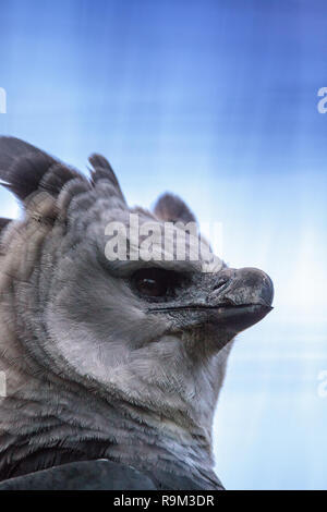 Harpy eagle Harpia harpyja raptor perched on a branch. This large bird of  prey is on the threatened species list Stock Photo - Alamy