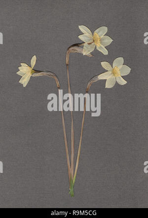 Pressed and dried daffodils. White narcissus. Scanned image. Vintage herbarium background on gray paper. Stock Photo