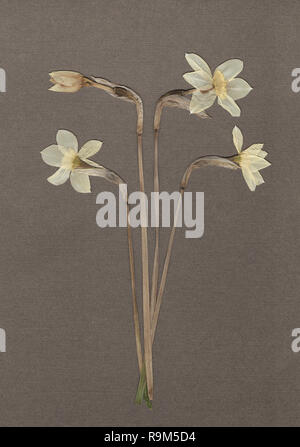 Pressed and dried daffodils. White narcissus. Scanned image. Vintage herbarium background on gray paper. Stock Photo