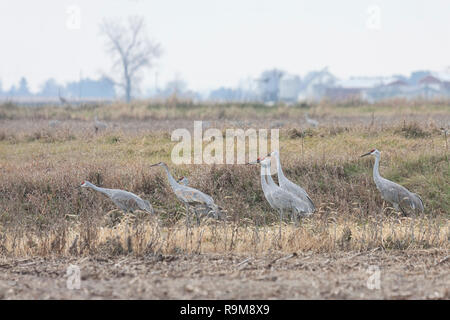 Multiple sandhill cranes, all looking in the same direction,  gather in a field of grass. Stock Photo