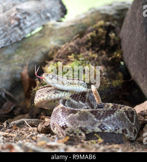 Venomous central American neotropical rattlesnake in Costa Rica Stock Photo