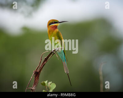 Blue-tailed bee-eater, Udawalawe, Sri Lanka Stock Photo