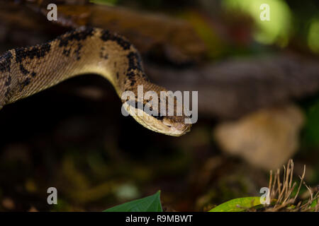 Bushmaster snake in Costa Rica Stock Photo
