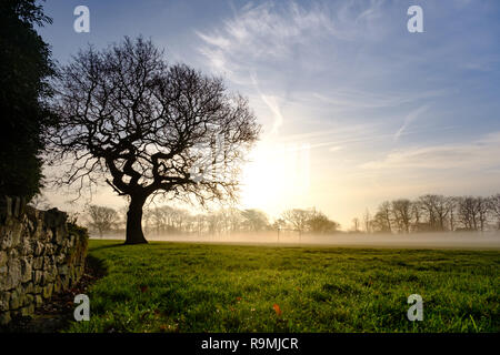Preston, Lancashire, UK. 26th December 2018.  UK Weather. There was a misty start to Boxing Day in Preston's Ashton Park. Credit: Paul Melling/Alamy Live News Stock Photo
