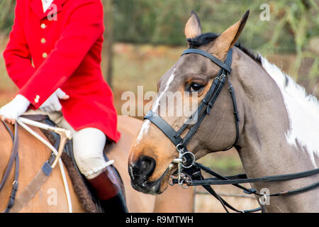 Blithfield Hall, Staffordshire, England. 26th December 2018. The traditional Boxing Day hunt meet at Blithfield Hall in rural Staffordshire sees the Meynell & South Staffs Hunt get together for the festive celebrations Credit: Daniel James Armishaw/Alamy Live News Stock Photo