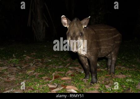 South American tapir (Tapirus terrestris) in natural habitat during night, cute baby animal with stripes, portrait of rare animal from Peru, amazonia, Stock Photo