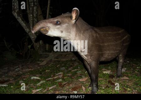 South American tapir (Tapirus terrestris) in natural habitat during night, cute baby animal with stripes, portrait of rare animal from Peru, amazonia, Stock Photo
