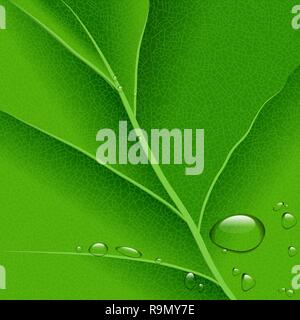 Vector water drops on green leaf macro background, EPS10 Stock Vector