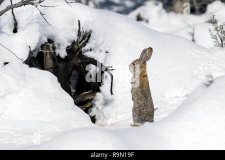 Cottontail Bunny Rabbit Standing in Snow, Southern Utah Wildlife Outdoors Stock Photo
