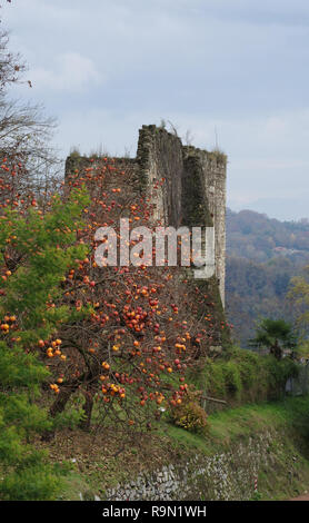 ripe fruits on persimmon trees in december, Arona, Italy Stock Photo