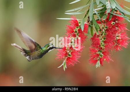 White-throated Mountaingem - Lampornis castaneoventris, hovering next to red flower in garden, bird from mountain tropical forest, Savegre, Costa Rica Stock Photo